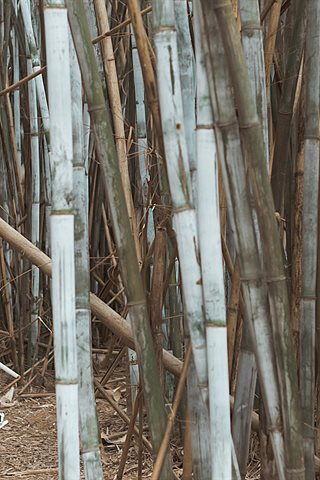 Kitaro_绮太郎-鬼灭之刃 我妻善逸 - 0008.jpg