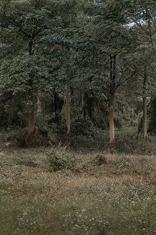 Kitaro_绮太郎-鬼灭之刃 我妻善逸 - 0021.jpg