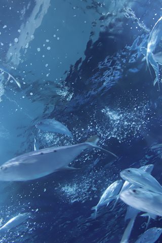 Shika小鹿鹿-生日作 - 0065.jpg